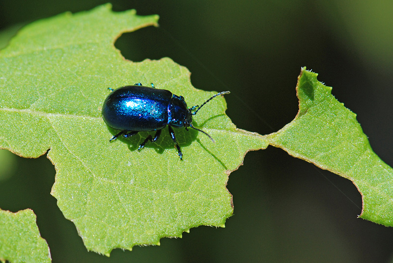 Identificazione